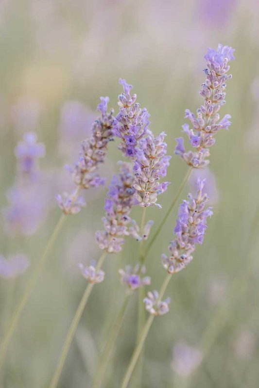 wedding chateau french riviera